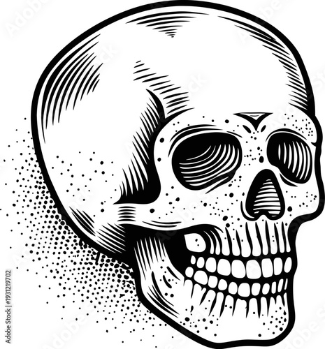detailed black and white skull illustration with shading and dotwork style, anatomical human bone design