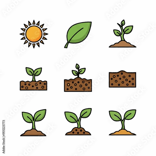 Seedlings and Leaves Growing Stages Illustration.
