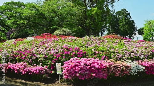 Wallpaper Mural 満開のツツジが織りなす鮮やかな花の丘
「新緑とツツジのアンサンブル。木漏れ日が揺れる静かな遊歩道で、心洗われる穏やかなひとときを。」
菊池郡大津町(昭和園)
A vibrant hill of blooming azaleas Torontodigital.ca
