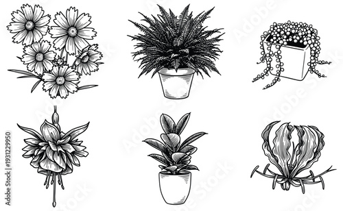 Selection of potted houseplants and exotic flowers in rustic hand drawn ink sketch style