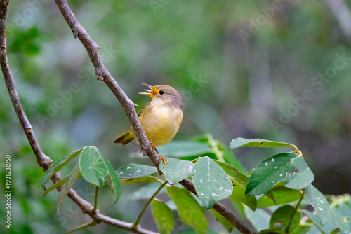 Εκτύπωση καμβά The morning call of galapagos finches