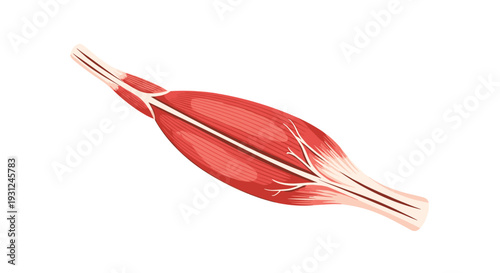 Detailed anatomical illustration of human muscle tissue showing fiber structure and tendon attachments for medical study.