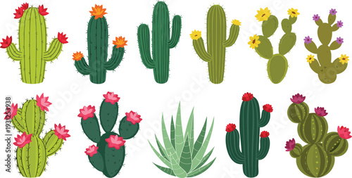 Set of various cactus and succulent plants with flowers isolated on white background desert vector illustration