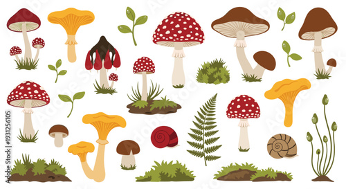 A vibrant collection of forest mushrooms and woodland elements including chanterelles and fly agaric mushrooms with moss and ferns