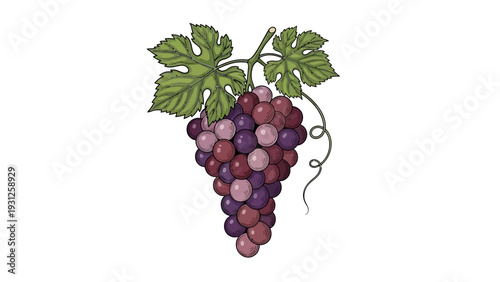 Illustration of a bunch of grapes with leaves