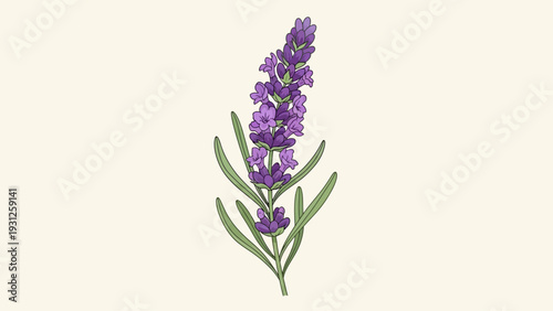 Illustration of a single lavender flower with green leaves.