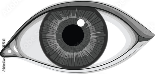 Detailed grayscale vector illustration of a human eye, featuring realistic iris textures, pupil, and eyelashes, isolated on a white background.