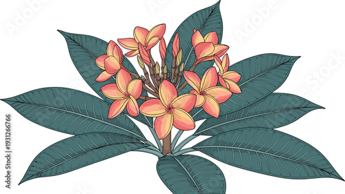 Vector illustration of tropical frangipani plumeria plant with pink and yellow flowers and large green leaves isolated on white background
