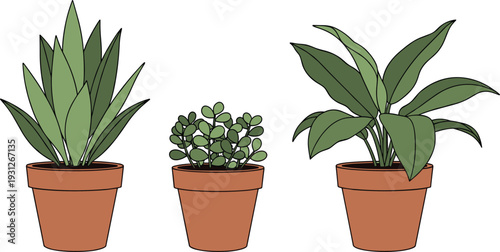 Vector illustration of three indoor house plants in terracotta pots featuring snake plant succulent and peace lily in cartoon style