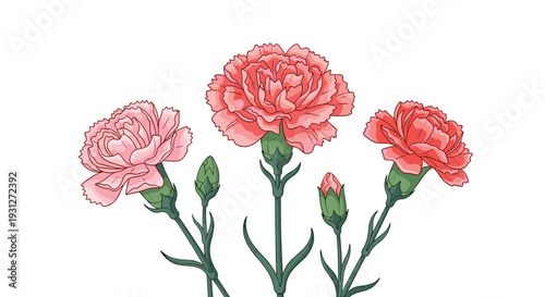 A beautiful illustration of pink and red carnation flowers with stems, leaves, and buds, commonly given for Mother's Day.