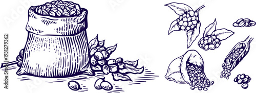 Vintage Coffee Plant and Bean Bag Illustration Set – Engraved Arabica Branches and Sketch Elements