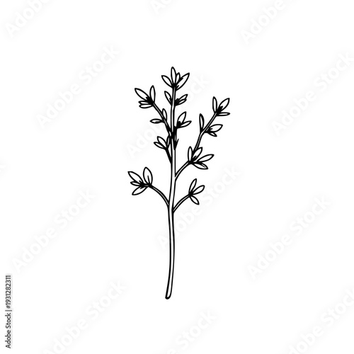 Single line illustration of a fresh tarragon sprig, minimalist culinary herb design on white background, clean weight drawing for recipe graphics