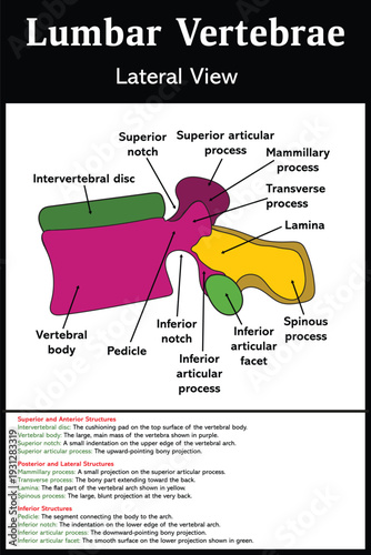 Lumbar Vertebrae lateral view diagram