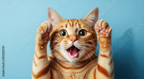 Surprised orange tabby cat with hands on face