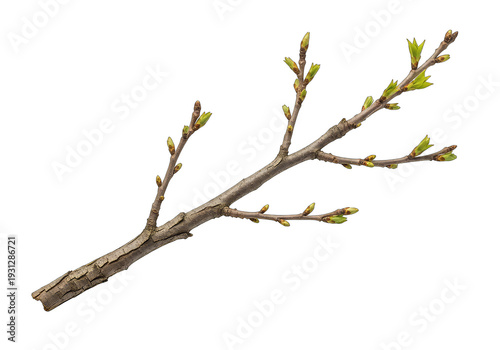 Tree branch with small green buds, representing spring growth and nature in springtime