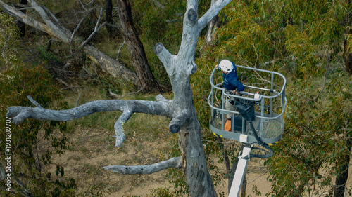 Fényképezés tree surgeon examining felled branches from scissorlift
