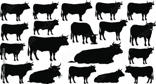 Collection of black cow silhouettes in various poses isolated on white background, farm cattle vector illustration set for agriculture design