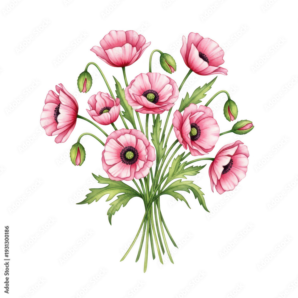 Obraz premium A bouquet of pink poppies on a white background