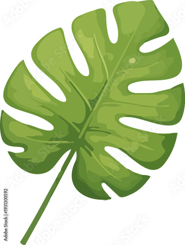 몬스테라,식물,초록,자연,잎사귀,신선함,유기농,나뭇잎,네이처,단풍,나무,가지,봄,신선,성장,새로운,줄기,green,여름,식물학,새싹,새순