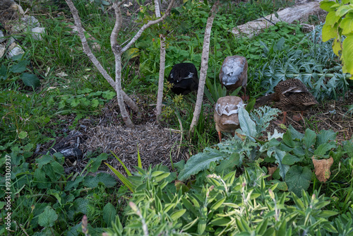 Ducks walking and eating at an off-grid homestead