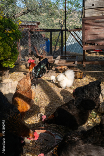 Chickens gathered together eating their food