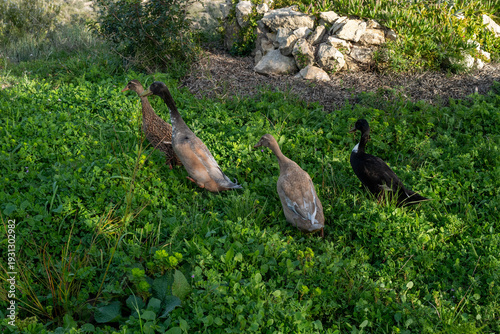Ducks walking and eating at an off-grid homestead