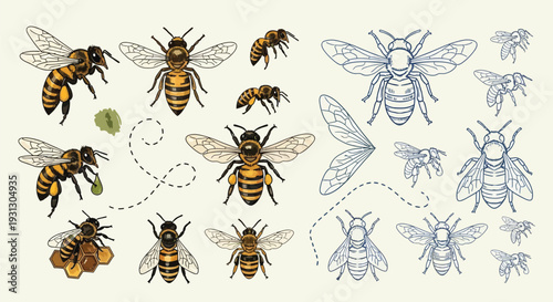 A collection of realistic and illustrative depictions of bees, showcasing their anatomy and flight patterns.