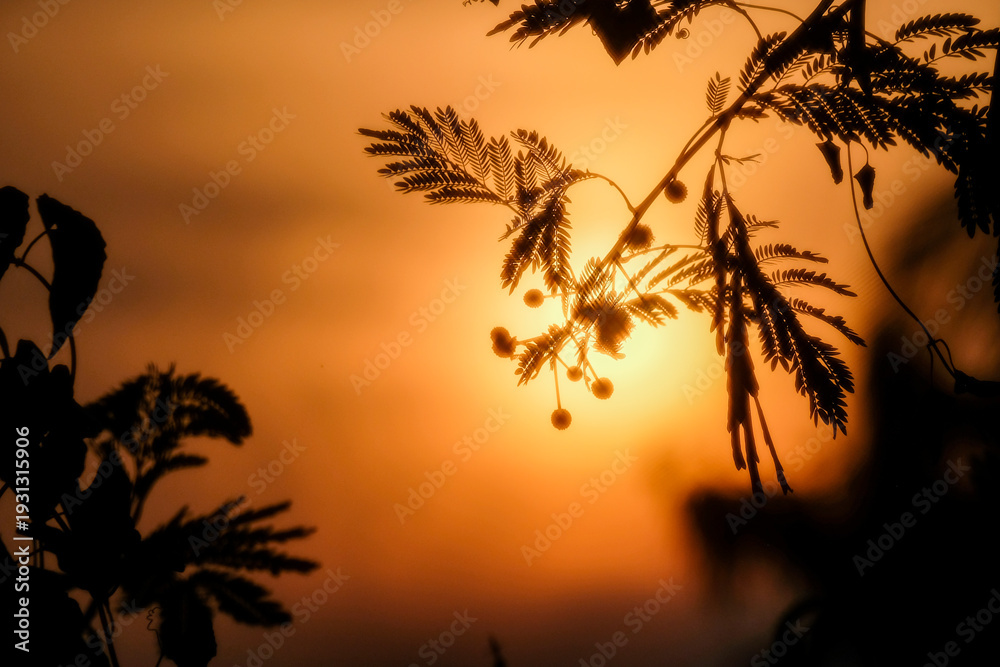 Obraz premium The beautiful silhouette of plants in the golden sunset