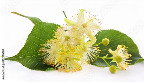 Isolated Linden Flower