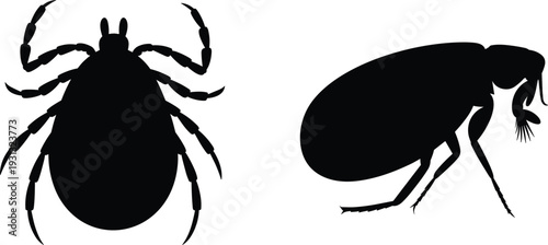 Silhouette tick and flea, parasitic insects, arachnid and insect comparison, entomology concept, disease carriers, biology research, pest control education