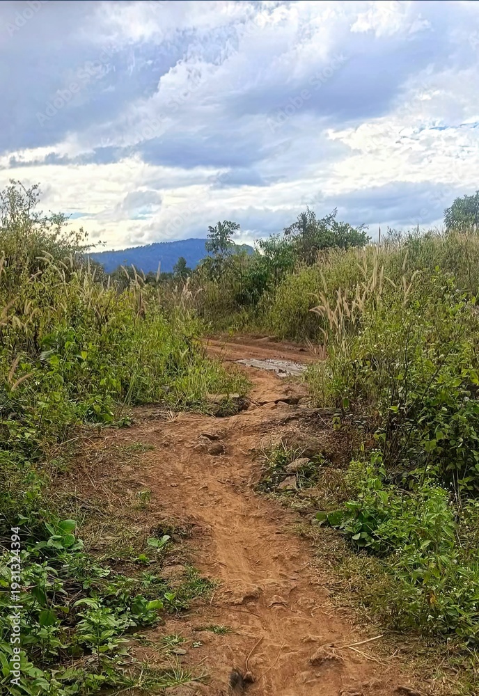 Obraz premium Rural Dirt Path through Lush Greenery and Tall Grass with Distant Hills