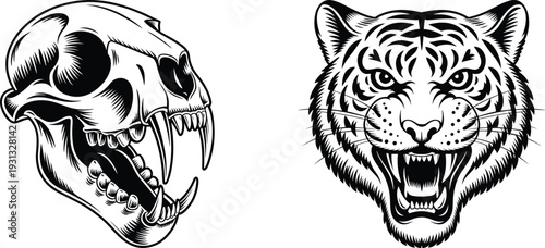 Saber tooth skull and roaring tiger head illustration, fierce wild predator artwork, black and white vector design