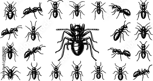Detailed black and white ant illustrations set in various poses, classic engraved style, isolated insects for design projects.