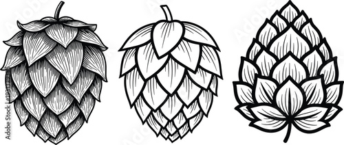 Hop cone engraving illustration set, hand drawn beer ingredient vector design isolated on white background for brewing branding