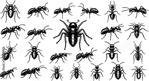 Ant Variety Illustration: Collection of Diverse Ant Species in Black and White