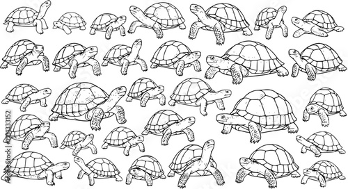 Turtle Mania: A Collection of Hand-Drawn Tortoises in Black and White