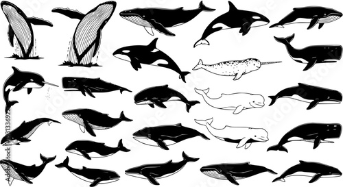 Detailed black and white hand-drawn collection of various marine mammals, including whales, dolphins, and a narwhal, showcasing different species and their dynamic poses.