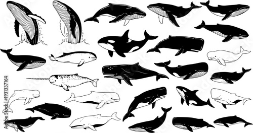 Diverse Collection of Whales and Dolphins, Hand-Drawn Style