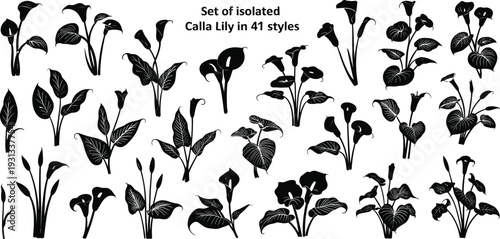Set of isolated Calla Lily silhouettes, botanical vector illustration in 41 styles, floral design elements for decoration, nature art