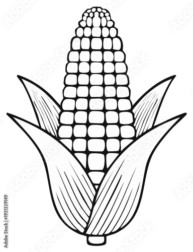 Black and white outline drawing of corn on the cob with husks and kernels for graphics or illustration