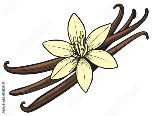 Vanilla Bean Pods and Flower Illustration Aroma and Flavor Ingredient