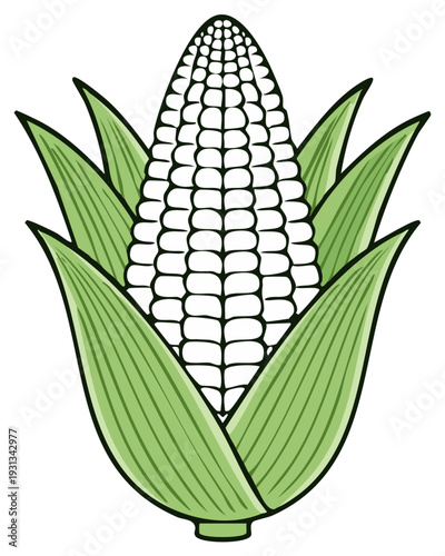 Isolated Ear of Corn Vector Graphic with Green Husks and White Kernels