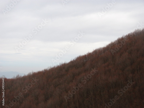 Wide view of forest hillside with bare trees