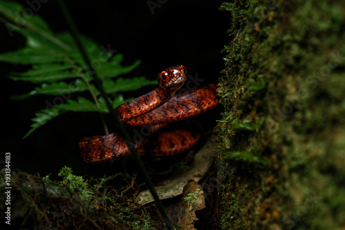Photos A keeled slug-eating snake (Pareas carinatus) in a rainforest in Java Indonesia