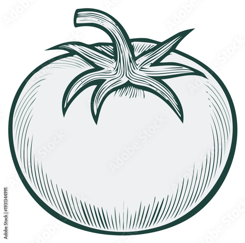 Engraved tomato illustration showing vintage drawing with fine lines for natural, fresh produce and ingredient designs