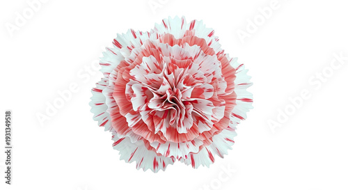 Carnation Flower with Red and White Petals