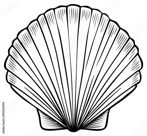 Detailed black and white illustration of a scallop shell, nature art