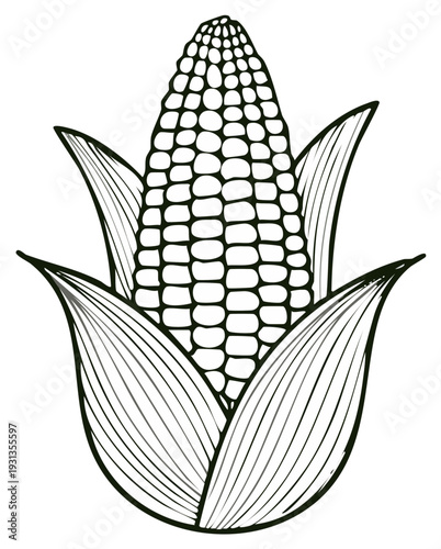 Detailed Line Art Illustration of an Ear of Corn with Husk Leaves