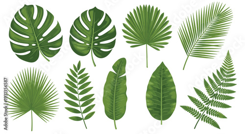 Collection of different green tropical leaves including monstera, palm, banana, and fern for exotic botanical decorations.