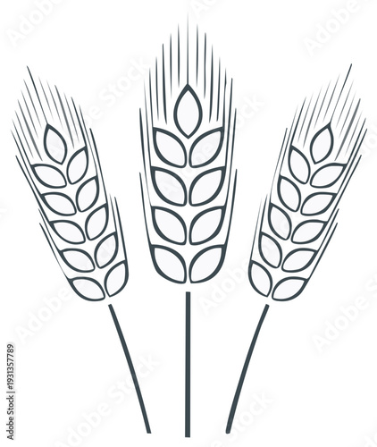 Wheat Ears Illustration Trio Graphic Element Food Ingredient Cereal Grain Vector